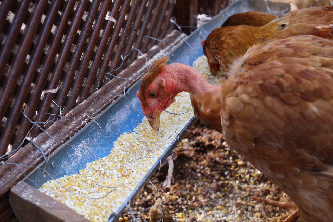 Feed pellets being handled at the mill